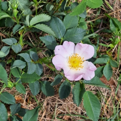Rosa canina (Dog Rose) at Mount Majura - 23 Oct 2023 by abread111