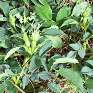 Rosa canina at Majura, ACT - 23 Oct 2023