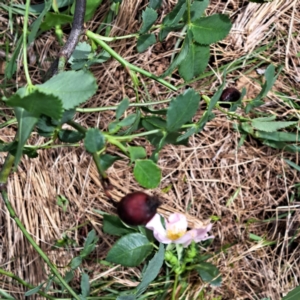 Rosa canina at Majura, ACT - 23 Oct 2023