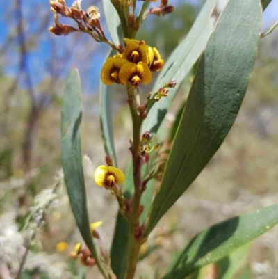 Daviesia mimosoides subsp. mimosoides at Mt Holland - 23 Oct 2023 by danswell