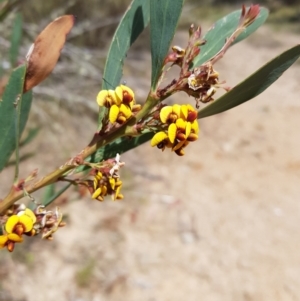 Daviesia mimosoides subsp. mimosoides at Tinderry, NSW - 23 Oct 2023