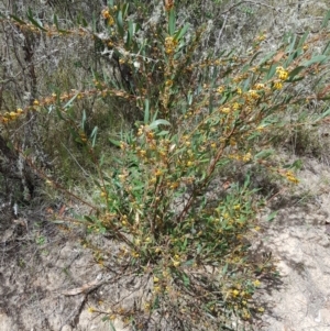 Daviesia mimosoides subsp. mimosoides at Tinderry, NSW - 23 Oct 2023