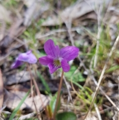 Viola betonicifolia (Mountain Violet) at Tinderry, NSW - 23 Oct 2023 by danswell