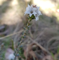 Epacris breviflora (Drumstick Heath) at Tinderry, NSW - 22 Oct 2023 by danswell