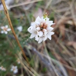 Epacris breviflora at Tinderry, NSW - 23 Oct 2023 10:14 AM