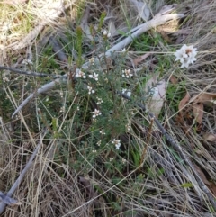 Epacris breviflora at Tinderry, NSW - 23 Oct 2023 10:14 AM