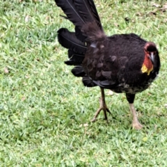 Alectura lathami (Australian Brush-turkey) at Ourimbah, NSW - 19 Oct 2023 by abread111