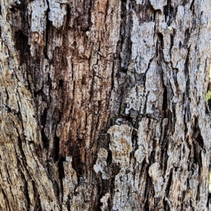 Eucalyptus dives at Canberra Central, ACT - 23 Oct 2023