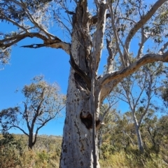 Eucalyptus rossii (Inland Scribbly Gum) at Canberra Central, ACT - 23 Oct 2023 by Steve818