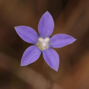 Wahlenbergia sp. at O'Connor, ACT - 21 Oct 2023 01:24 PM