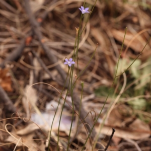 Wahlenbergia sp. at O'Connor, ACT - 21 Oct 2023 01:24 PM