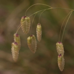 Briza maxima (Quaking Grass, Blowfly Grass) at Caladenia Forest, O'Connor - 21 Oct 2023 by ConBoekel