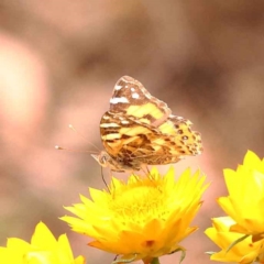 Vanessa kershawi (Australian Painted Lady) at Caladenia Forest, O'Connor - 21 Oct 2023 by ConBoekel