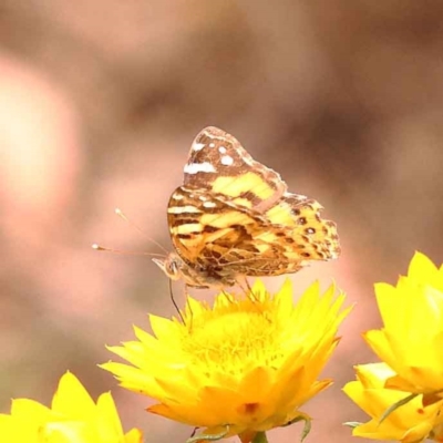 Vanessa kershawi (Australian Painted Lady) at Canberra Central, ACT - 21 Oct 2023 by ConBoekel