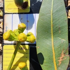 Corymbia (genus) (A Bloodgum) at Canberra Central, ACT - 23 Nov 2023 by Steve818