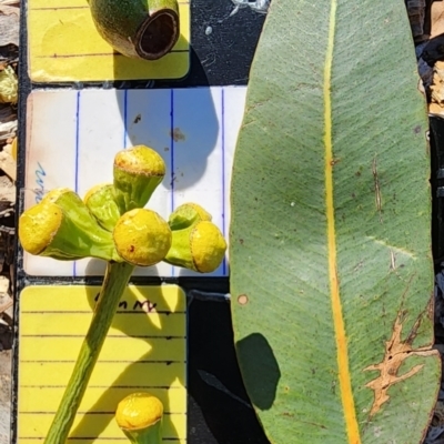 Corymbia (genus) (A Bloodgum) at Canberra Central, ACT - 23 Nov 2023 by Steve818