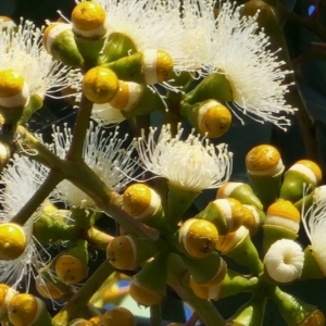 Corymbia sp. at Canberra Central, ACT - 23 Nov 2023