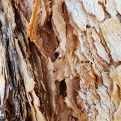 Corymbia sp. at Canberra Central, ACT - 23 Nov 2023