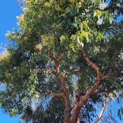 Corymbia sp. at Canberra Central, ACT - 23 Nov 2023