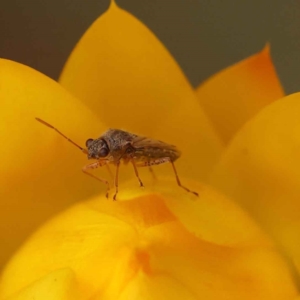 Nysius vinitor at Canberra Central, ACT - 21 Oct 2023