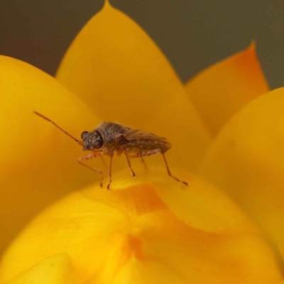 Nysius vinitor (Rutherglen bug) at Caladenia Forest, O'Connor - 21 Oct 2023 by ConBoekel