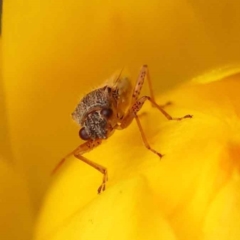 Nysius vinitor at Canberra Central, ACT - 21 Oct 2023