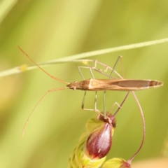 Mutusca brevicornis (A broad-headed bug) at Caladenia Forest, O'Connor - 21 Oct 2023 by ConBoekel