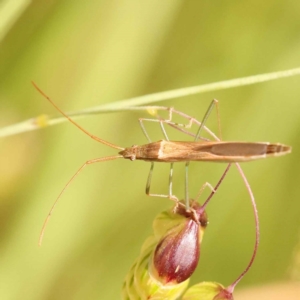 Mutusca brevicornis at O'Connor, ACT - 21 Oct 2023