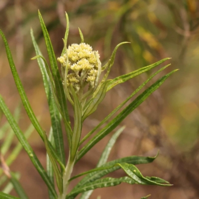 Cassinia longifolia (Shiny Cassinia, Cauliflower Bush) at Caladenia Forest, O'Connor - 21 Oct 2023 by ConBoekel