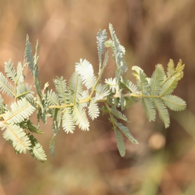 Acacia baileyana (Cootamundra Wattle, Golden Mimosa) at Caladenia Forest, O'Connor - 21 Oct 2023 by ConBoekel