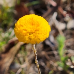 Leptorhynchos squamatus subsp. squamatus at O'Malley, ACT - 23 Oct 2023