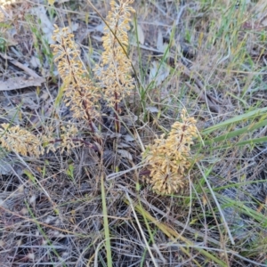 Lomandra multiflora at O'Malley, ACT - 23 Oct 2023