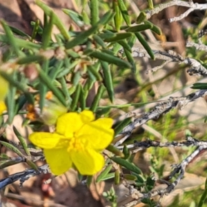 Hibbertia calycina at O'Malley, ACT - 23 Oct 2023 04:42 PM