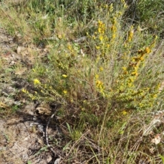 Hibbertia calycina at O'Malley, ACT - 23 Oct 2023