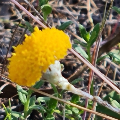 Leptorhynchos squamatus subsp. squamatus (Scaly Buttons) at O'Malley, ACT - 23 Oct 2023 by Mike