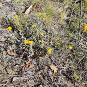 Chrysocephalum apiculatum at O'Malley, ACT - 23 Oct 2023