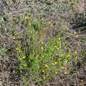 Calotis lappulacea at Phillip, ACT - 23 Oct 2023