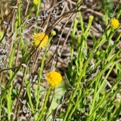 Calotis lappulacea at Phillip, ACT - 23 Oct 2023