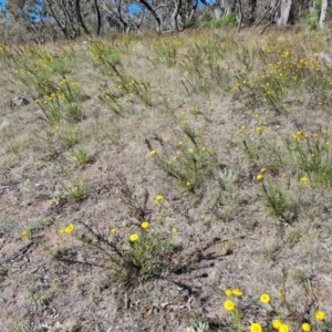 Xerochrysum viscosum at O'Malley, ACT - 23 Oct 2023 04:10 PM