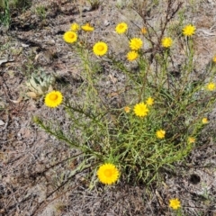 Xerochrysum viscosum at O'Malley, ACT - 23 Oct 2023