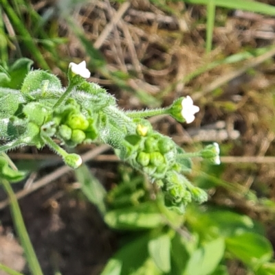 Hackelia suaveolens (Sweet Hounds Tongue) at Jerrabomberra, ACT - 23 Oct 2023 by Mike