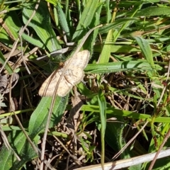 Scopula rubraria (Reddish Wave, Plantain Moth) at O'Malley, ACT - 23 Oct 2023 by Mike