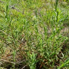 Epilobium sp. (A Willow Herb) at O'Malley, ACT - 23 Oct 2023 by Mike