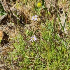 Vittadinia muelleri at O'Malley, ACT - 23 Oct 2023 03:14 PM