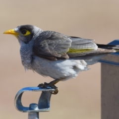 Manorina melanocephala (Noisy Miner) at Wellington Point, QLD - 23 Oct 2023 by PJH123