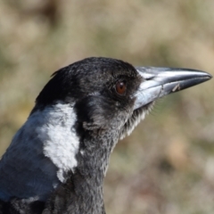 Gymnorhina tibicen (Australian Magpie) at Wellington Point, QLD - 23 Oct 2023 by PJH123