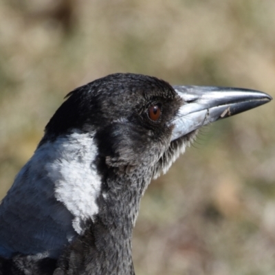 Gymnorhina tibicen (Australian Magpie) at Wellington Point, QLD - 23 Oct 2023 by PJH123