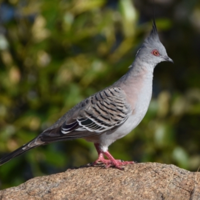 Ocyphaps lophotes (Crested Pigeon) at Wellington Point, QLD - 23 Oct 2023 by PJH123