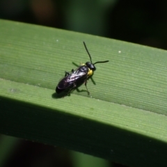 Unidentified Bee (Hymenoptera, Apiformes) at Springwood, NSW - 23 Oct 2023 by SapphFire