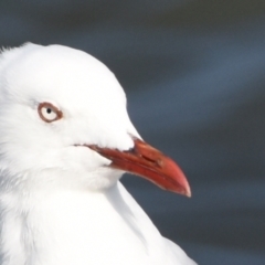 Chroicocephalus novaehollandiae (Silver Gull) at Wellington Point, QLD - 23 Oct 2023 by PJH123